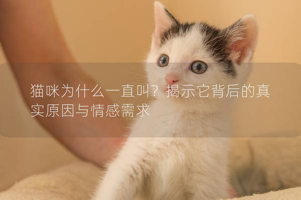 猫咪为什么一直叫？揭示它背后的真实原因与情感需求