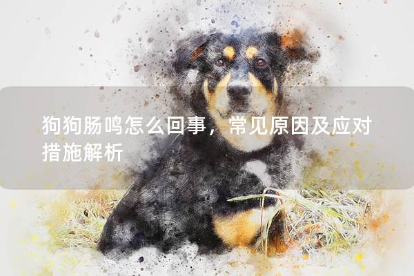 狗狗肠鸣怎么回事，常见原因及应对措施解析