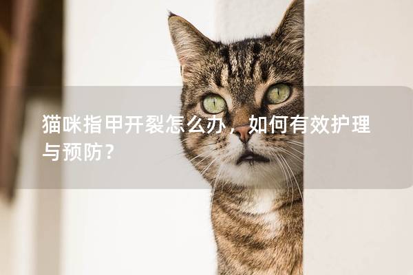 猫咪指甲开裂怎么办，如何有效护理与预防？