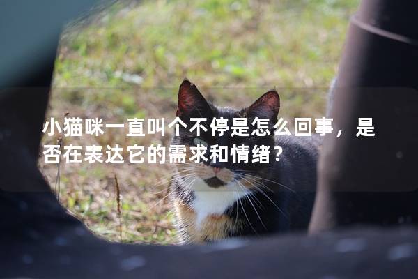 小猫咪一直叫个不停是怎么回事，是否在表达它的需求和情绪？