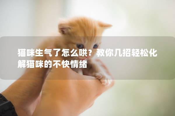 猫咪生气了怎么哄？教你几招轻松化解猫咪的不快情绪