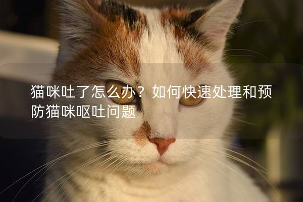 猫咪吐了怎么办？如何快速处理和预防猫咪呕吐问题