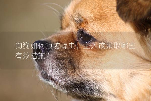 狗狗如何预防蜱虫，主人该采取哪些有效措施？