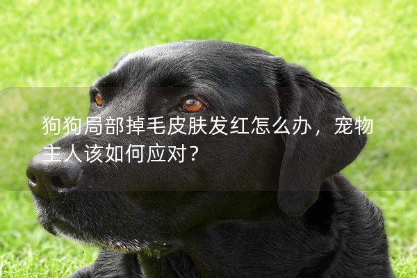 狗狗局部掉毛皮肤发红怎么办，宠物主人该如何应对？