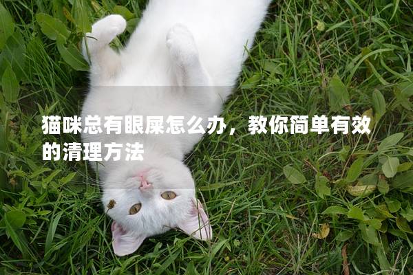 猫咪总有眼屎怎么办，教你简单有效的清理方法