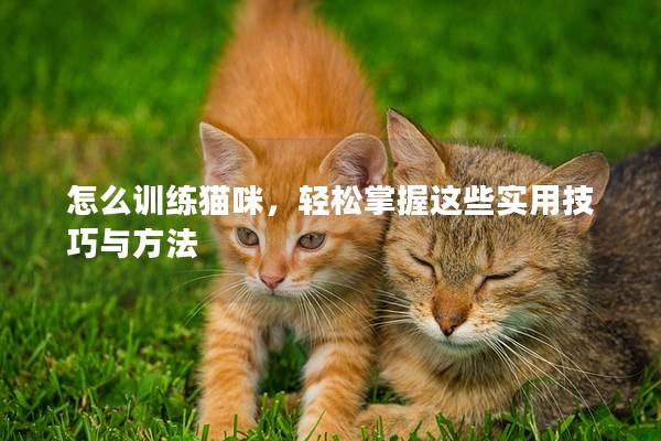 怎么训练猫咪，轻松掌握这些实用技巧与方法