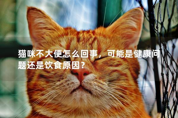 猫咪不大便怎么回事，可能是健康问题还是饮食原因？