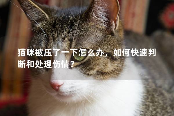 猫咪被压了一下怎么办，如何快速判断和处理伤情？