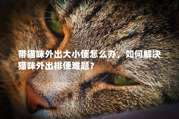 带猫咪外出大小便怎么办，如何解决猫咪外出排便难题？