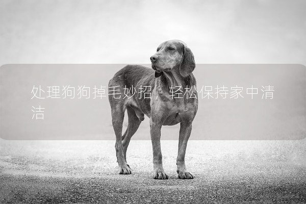 处理狗狗掉毛妙招，轻松保持家中清洁