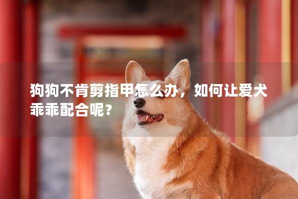 狗狗不肯剪指甲怎么办，如何让爱犬乖乖配合呢？