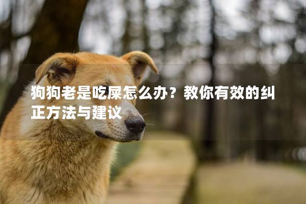 狗狗老是吃屎怎么办？教你有效的纠正方法与建议