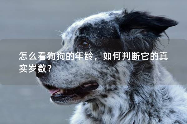 怎么看狗狗的年龄，如何判断它的真实岁数？