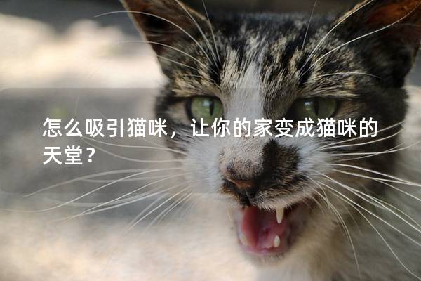 怎么吸引猫咪，让你的家变成猫咪的天堂？