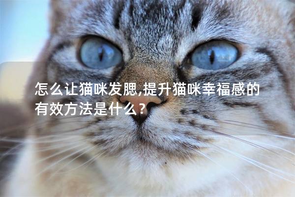 怎么让猫咪发腮,提升猫咪幸福感的有效方法是什么？