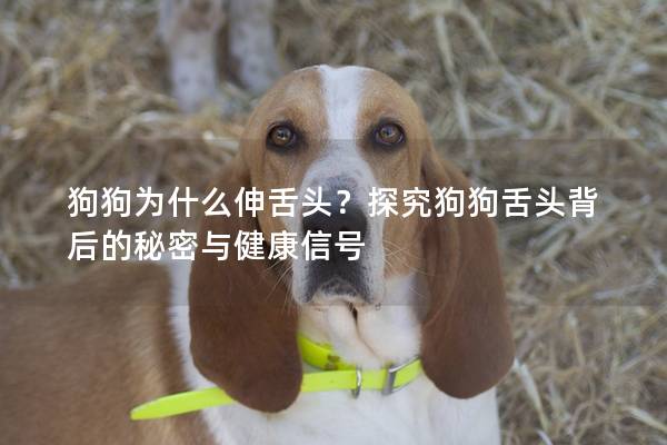 狗狗为什么伸舌头？探究狗狗舌头背后的秘密与健康信号