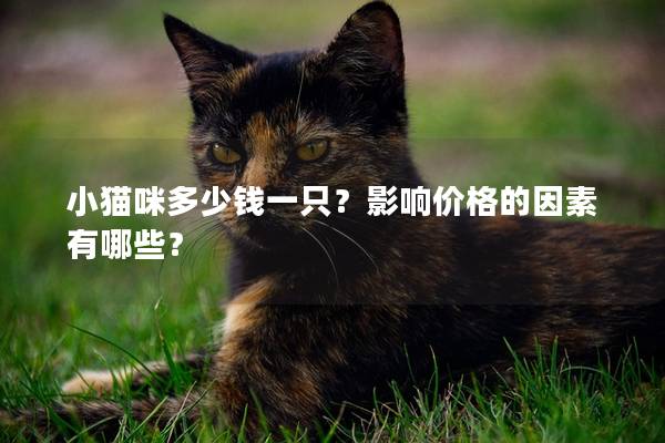 小猫咪多少钱一只？影响价格的因素有哪些？