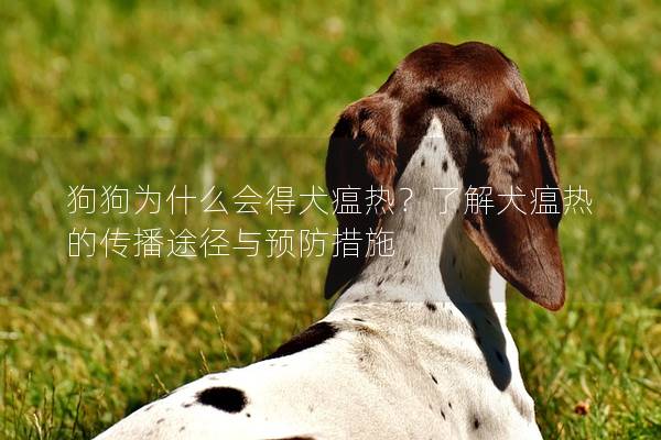 狗狗为什么会得犬瘟热？了解犬瘟热的传播途径与预防措施