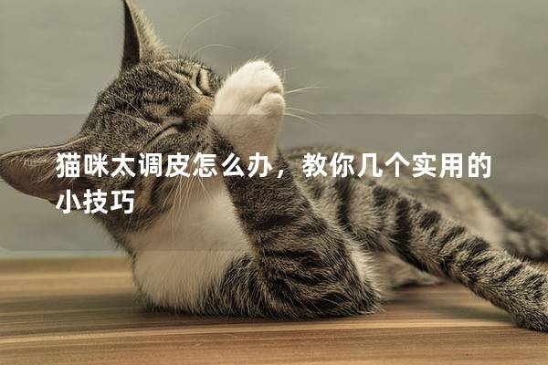 猫咪太调皮怎么办，教你几个实用的小技巧