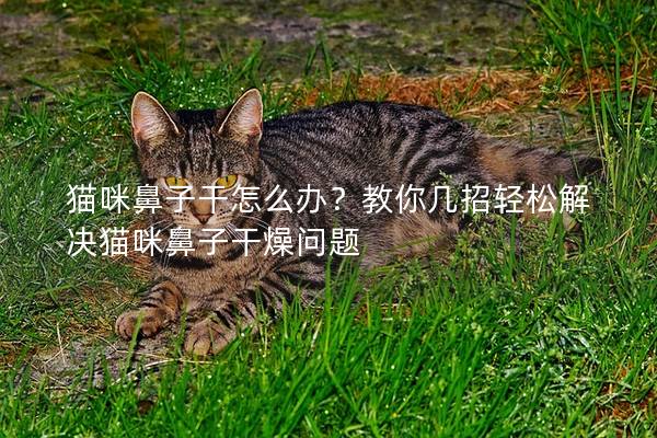 猫咪鼻子干怎么办？教你几招轻松解决猫咪鼻子干燥问题