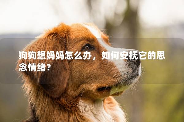 狗狗想妈妈怎么办，如何安抚它的思念情绪？