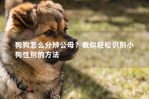 狗狗怎么分辨公母？教你轻松识别小狗性别的方法