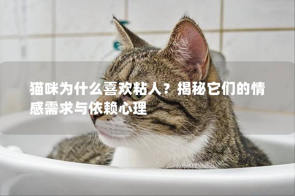 猫咪为什么喜欢粘人？揭秘它们的情感需求与依赖心理