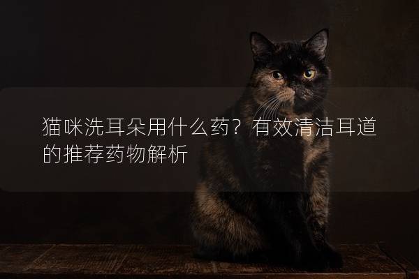 猫咪洗耳朵用什么药？有效清洁耳道的推荐药物解析