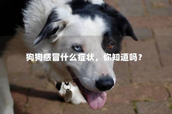 狗狗感冒什么症状，你知道吗？