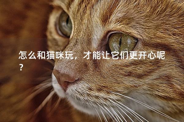 怎么和猫咪玩，才能让它们更开心呢？