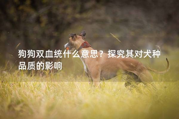 狗狗双血统什么意思？探究其对犬种品质的影响