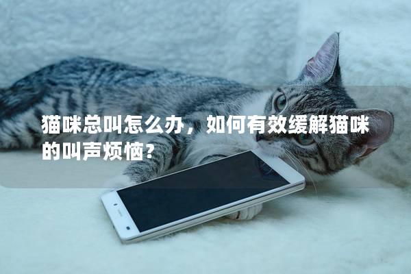 猫咪总叫怎么办，如何有效缓解猫咪的叫声烦恼？