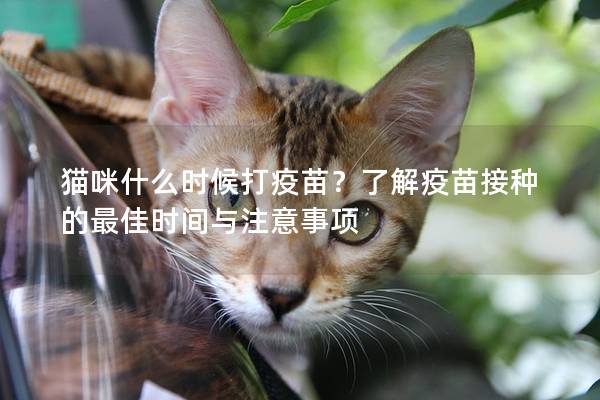 猫咪什么时候打疫苗？了解疫苗接种的最佳时间与注意事项