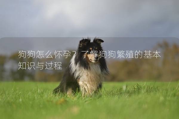 狗狗怎么怀孕？了解狗狗繁殖的基本知识与过程