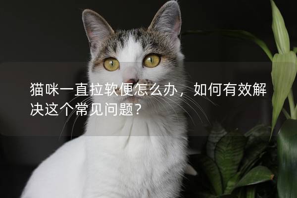 猫咪一直拉软便怎么办，如何有效解决这个常见问题？