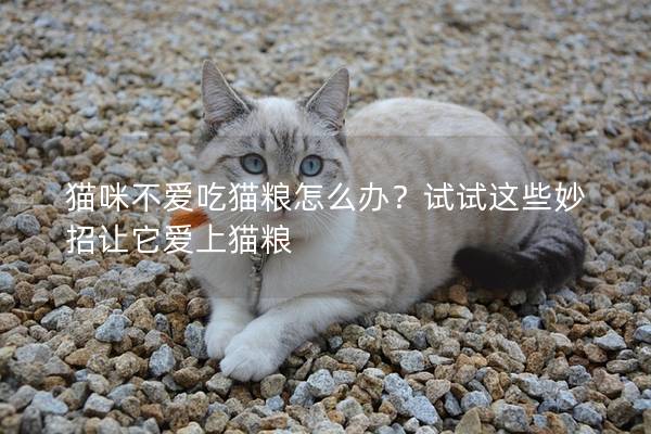 猫咪不爱吃猫粮怎么办？试试这些妙招让它爱上猫粮