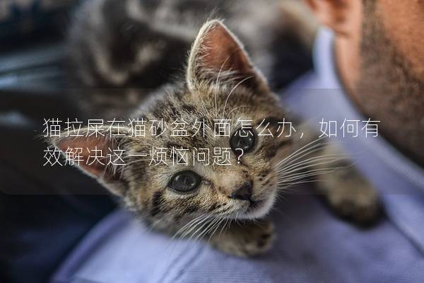 猫拉屎在猫砂盆外面怎么办，如何有效解决这一烦恼问题？