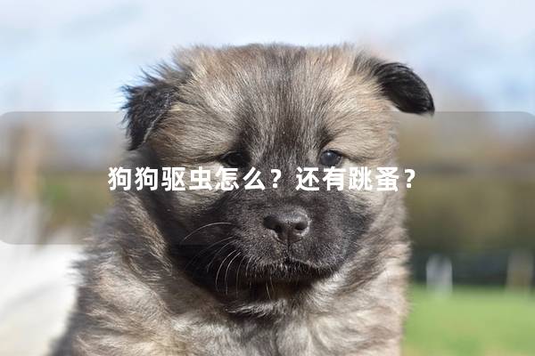 狗狗驱虫怎么？还有跳蚤？