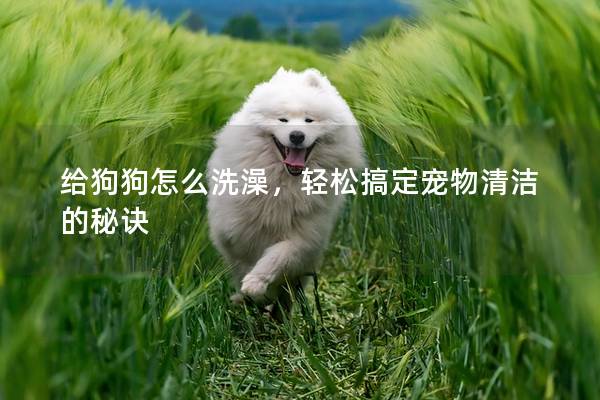 给狗狗怎么洗澡，轻松搞定宠物清洁的秘诀