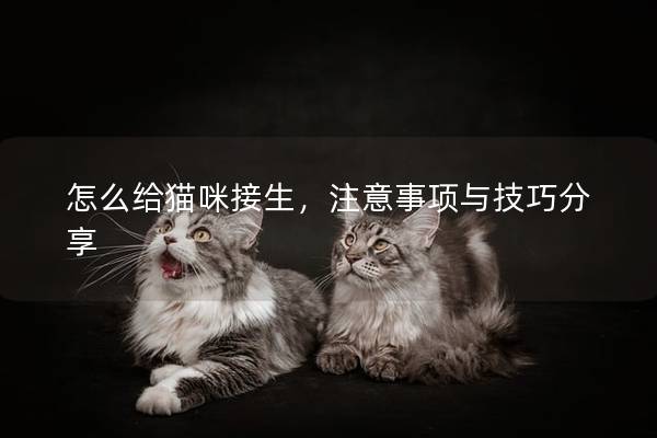 怎么给猫咪接生，注意事项与技巧分享