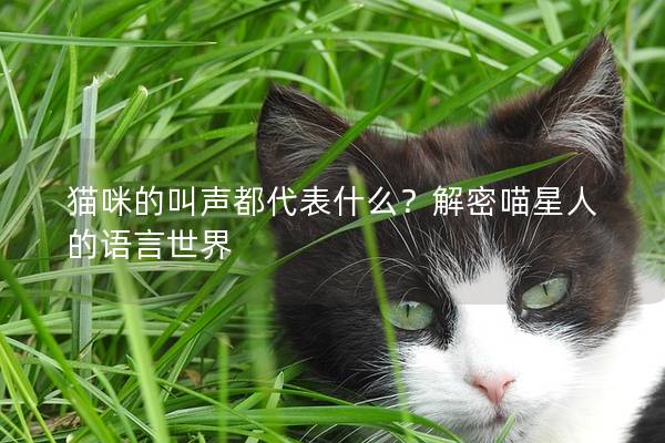 猫咪的叫声都代表什么？解密喵星人的语言世界