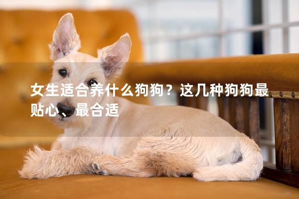 女生适合养什么狗狗？这几种狗狗最贴心、最合适