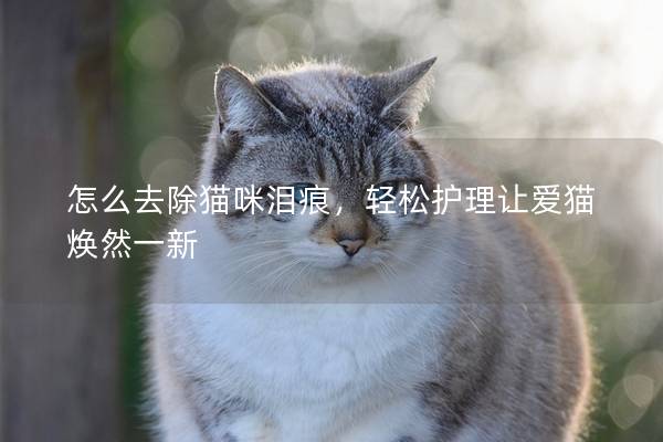 怎么去除猫咪泪痕，轻松护理让爱猫焕然一新