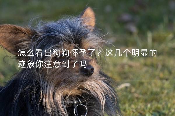 怎么看出狗狗怀孕了？这几个明显的迹象你注意到了吗