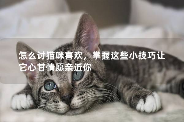 怎么讨猫咪喜欢，掌握这些小技巧让它心甘情愿亲近你