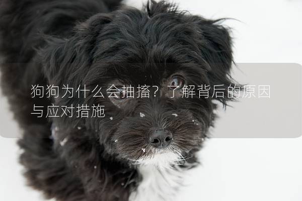 狗狗为什么会抽搐？了解背后的原因与应对措施