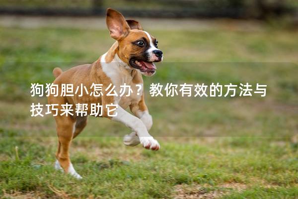 狗狗胆小怎么办？教你有效的方法与技巧来帮助它