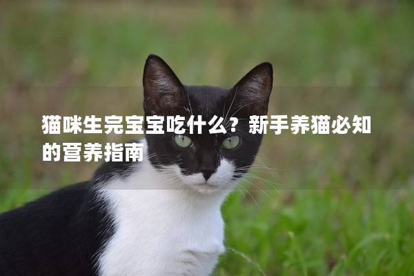 猫咪生完宝宝吃什么？新手养猫必知的营养指南