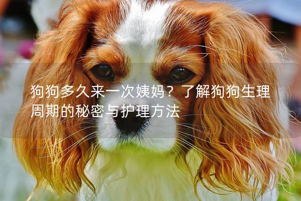 狗狗多久来一次姨妈？了解狗狗生理周期的秘密与护理方法