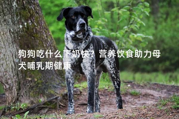 狗狗吃什么下奶快？营养饮食助力母犬哺乳期健康